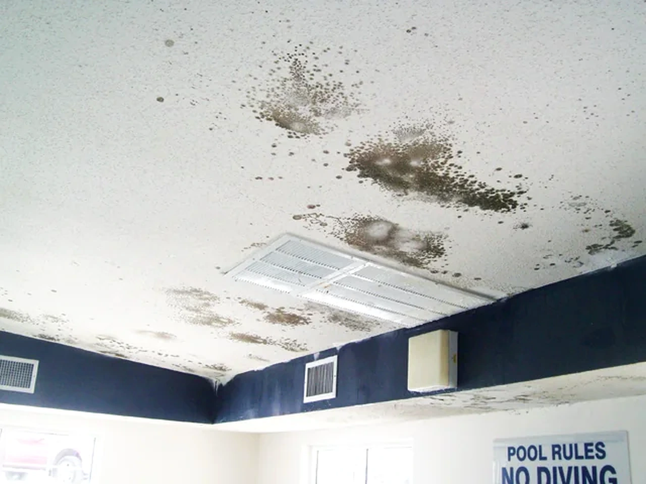 Mold growth on the ceiling of an indoor pool facility